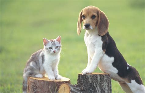37 Top Photos Why Dogs Are Better Than Cats / These 32 Reasons Prove Why Dogs Are Better Than ...
