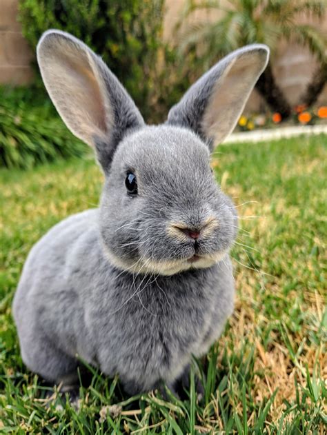Grey Mini Rex Rabbits