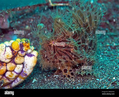 More macro love: turtles and flamboyant cuttlefish Stock Photo - Alamy