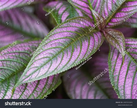 Close Persian Shield Plant Purple Leaf Stock Photo 2207313203 ...