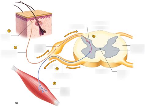 Image result for Reflex Arc Example