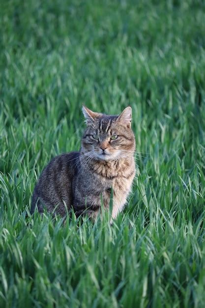 Country cat | Premium Photo