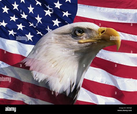 A Us Flag Eagle