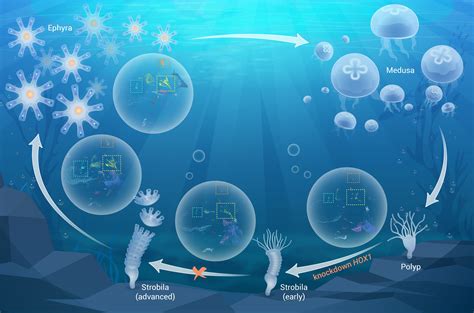 Molecular and cellular basis of life cycle transition provides new insights into ecological ...