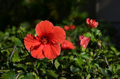 What Is State Flower Of Hawaii at Emma Sparks blog