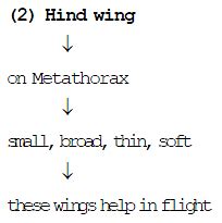 Cockroach: Morphology & Anatomy - Notes | Study Biology Class 11 - NEET