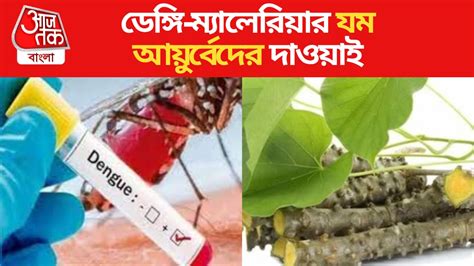 Dengue Ayurvedic Treatment: ডেঙ্গি মোকাবিলায় খান এই আয়ুর্বেদিক পথ্য ...