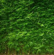 Image result for Multiplex Bamboo for Sale