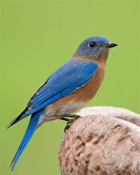 Birds Painting On Rocks 的图像结果