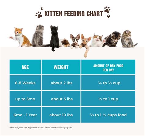 Kitten Feeding Chart Weight How To Feed Your Cat So It Stops Begging
