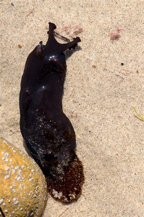 Watch your step: Big, black sea slugs invade Southern California ...