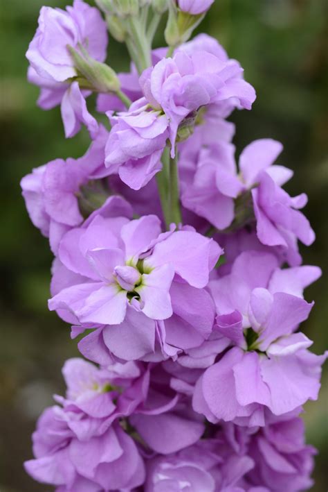 Matthiola incana Column Lilac Lavender - Muller Seeds
