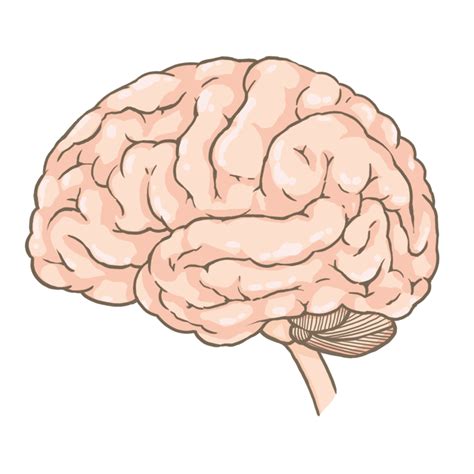 脳のイラスト🎨【フリー素材】｜看護roo![カンゴルー]