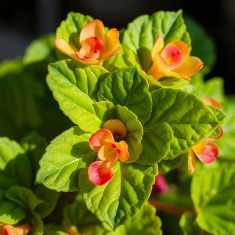 Do Begonias Need Full Sun? Discover the Best Light Conditions for Your ...