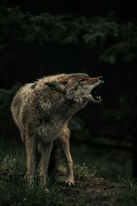 Prometheus and the Symbolism of Fire: A Mythological Analysis - The ...