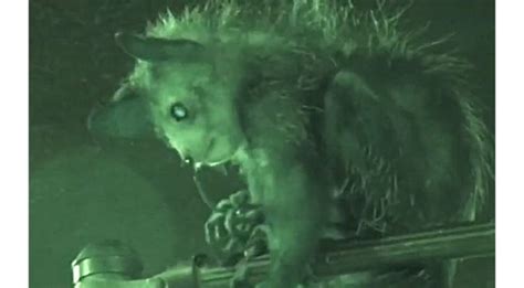 Lemur Species From Madagascar Found To Possess A Special Finger To Pick ...