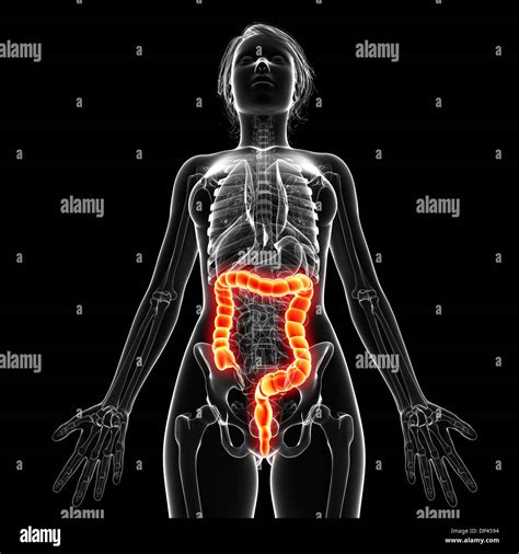 Image result for Normal Appendix Anatomy