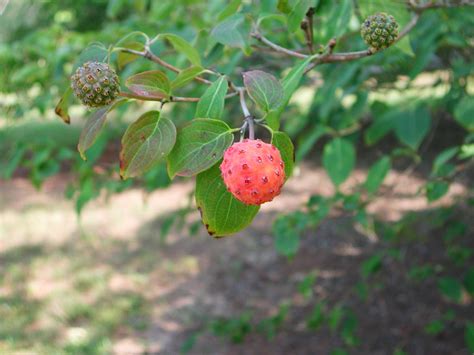 Fruit of Kousa Dogwood | Nature Photo Gallery