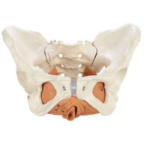 Buy Rudiger Anatomie Female Pelvis Model with Iliac and Pelvic Floor ...