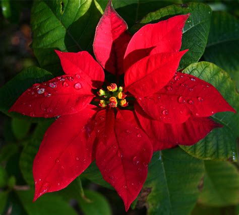 The Poinsettia - Fun Facts and How To Care for the Poinsettia ...