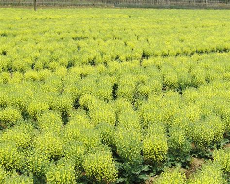 安徽从仁堂生物科技有限公司_阿里巴巴旺铺