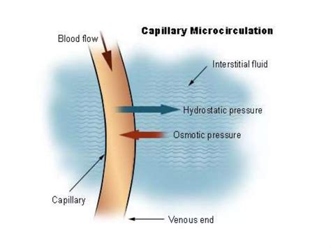Image result for How Is Lymph Formed