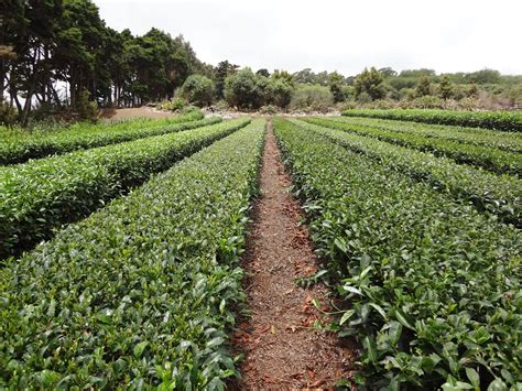 Locally Produced Food 的图像结果