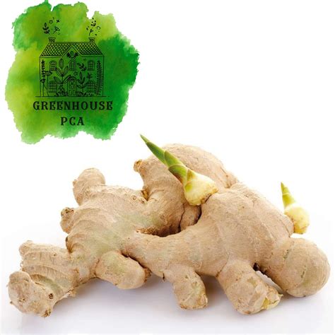 Ginger Plant Underground Stem at Gilbert Strothers blog