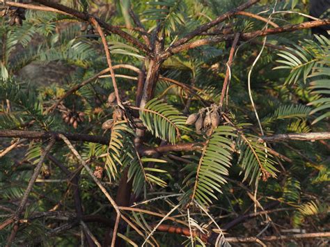 How to Plant and Grow Chinese plum-yew(Cephalotaxus fortunei)