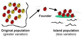 Image result for Genotype Example
