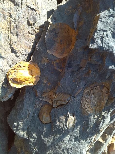 骨头化石图片,各种骨头化石图片大全,像骨头的石头图片_大山谷图库