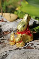 Image result for Spring Bunnies Pics