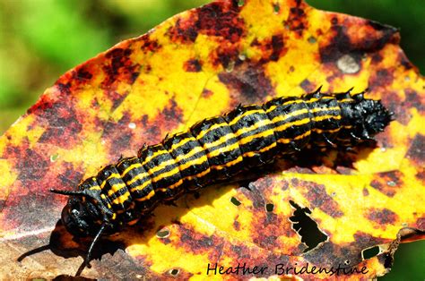 Black and Yellow Caterpillar on a Leaf
