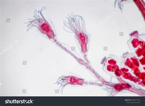 Microscope View Obelia Hydroid Marine Sometimes Stock Photo 1598111755 | Shutterstock