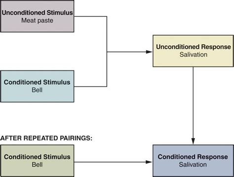 Image result for classical conditioning examples