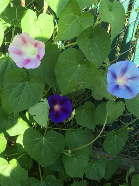 Three Morning Glory colors in one plant : r/gardening