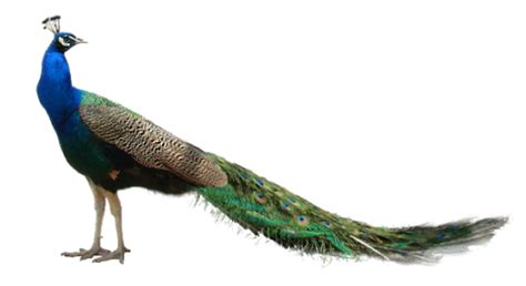 Clinical Illustrations | Custommegaprosthesis