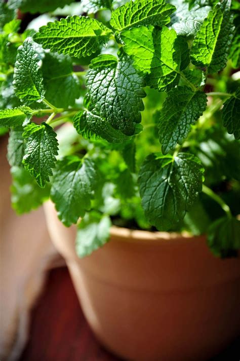 Growing Lemon Balm Plants | General Planting & Growing Tips – Bonnie Plants