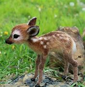 Image result for Too Cute Baby Animals