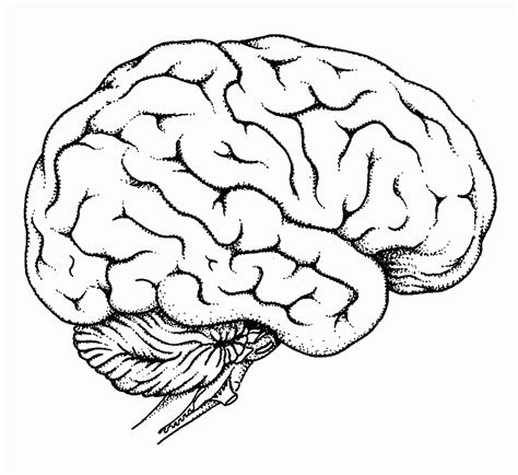 Brain Coloring Page