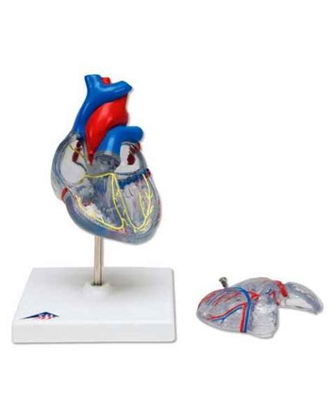 Working Model of Heart 的图像结果