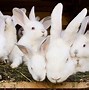 Image result for A Rabbit Mother Comforting Her Bunnies