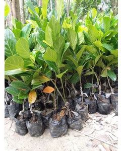 creative farmer Jack Fruit Plant Price in India - Buy creative farmer ...