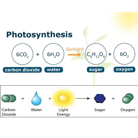 Photosynthesis. A process used by plants to convert light energy into chemical energy that can ...
