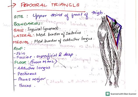 Femoral Canal Femoral Triangle at Kansas City University of Medicine and ...