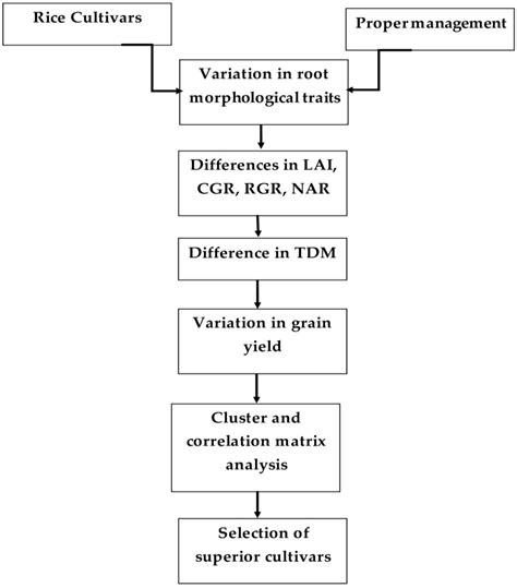 Dissecting the Relationship between Root Morphological Traits and Yield ...