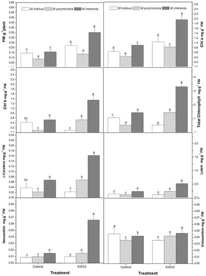 Plants | Free Full-Text | Impact of Sprouting under Potassium Nitrate ...