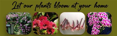 ROYAL LAND Rare Oncidium Orchid Plant 'Dancing Lady' Bright Yellow ...