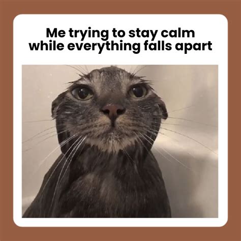 Free Wet Cat Meme Template to Edit Online