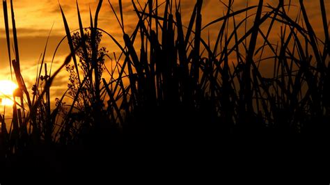 Download wallpaper 1920x1080 reeds, grass, sunset, outlines, dark full ...